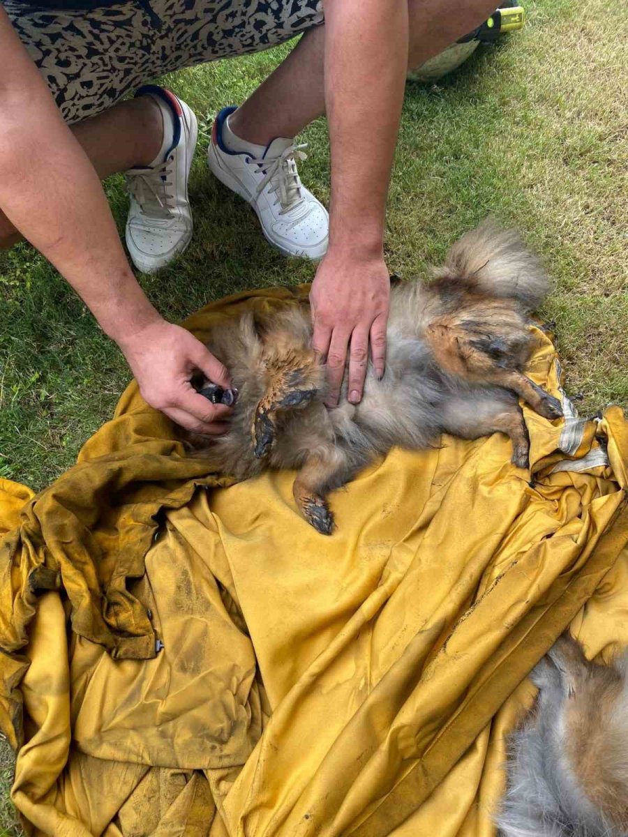 Dumandan Zehirlenen Köpekleri Yaşatmak İçin Kendi Oksijen Maskelerini Verip Kalp Masajı Yaptılar