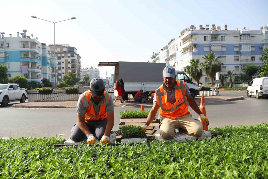 Antalya Yazlık Çiçeklerle Rengarenk Olacak