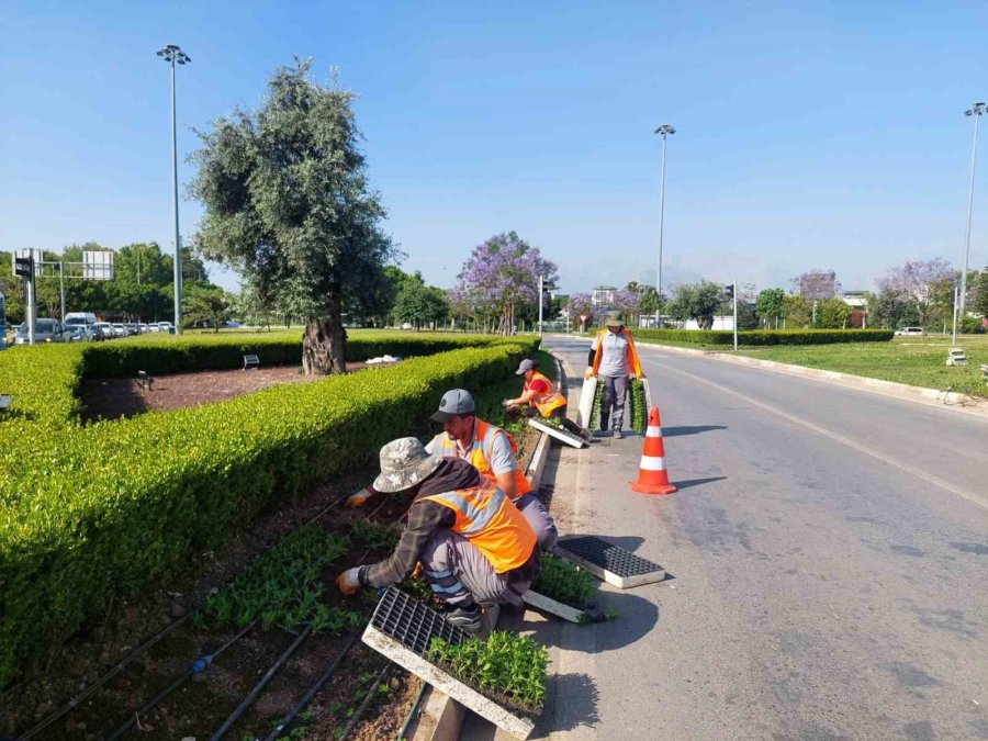 Antalya Yazlık Çiçeklerle Rengarenk Olacak