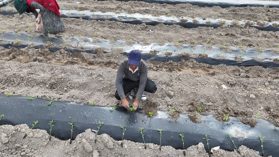 Ata Tohumları Karatay’da Toprakla Buluştu