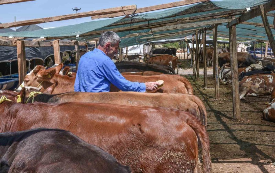 Kepez’in Kurban Pazarında Satışlar Başladı