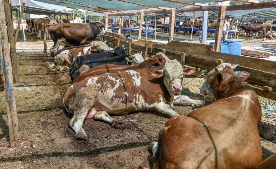 Kepez’in Kurban Pazarında Satışlar Başladı