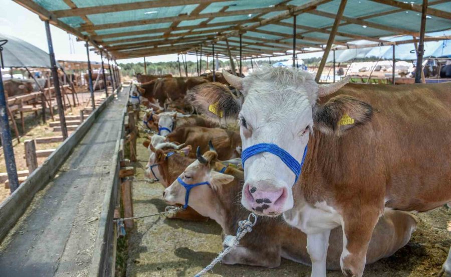 Kepez’in Kurban Pazarında Satışlar Başladı