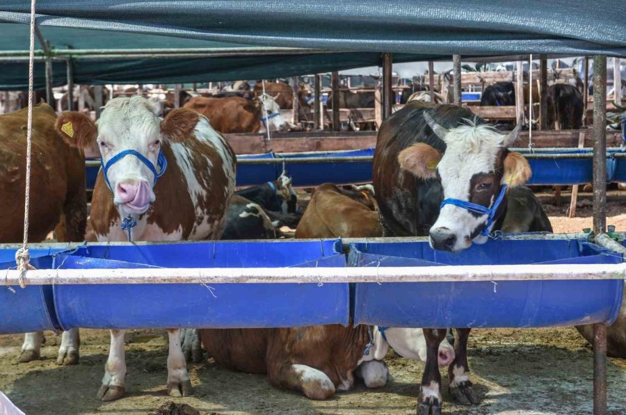 Kepez’in Kurban Pazarında Satışlar Başladı