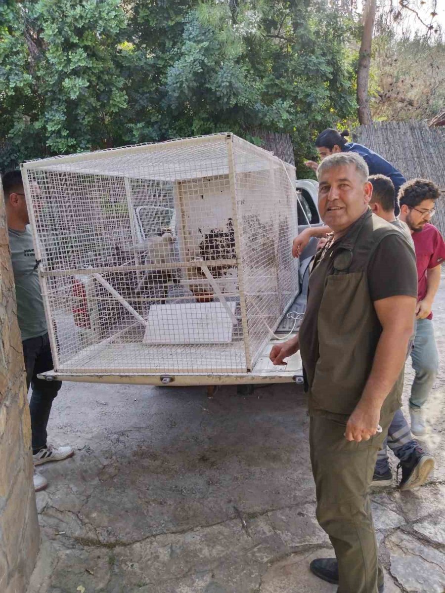 Köpeklerin Saldırısına Uğrayan Maymun Ağaca Çıkarak Kurtarılmayı Bekledi