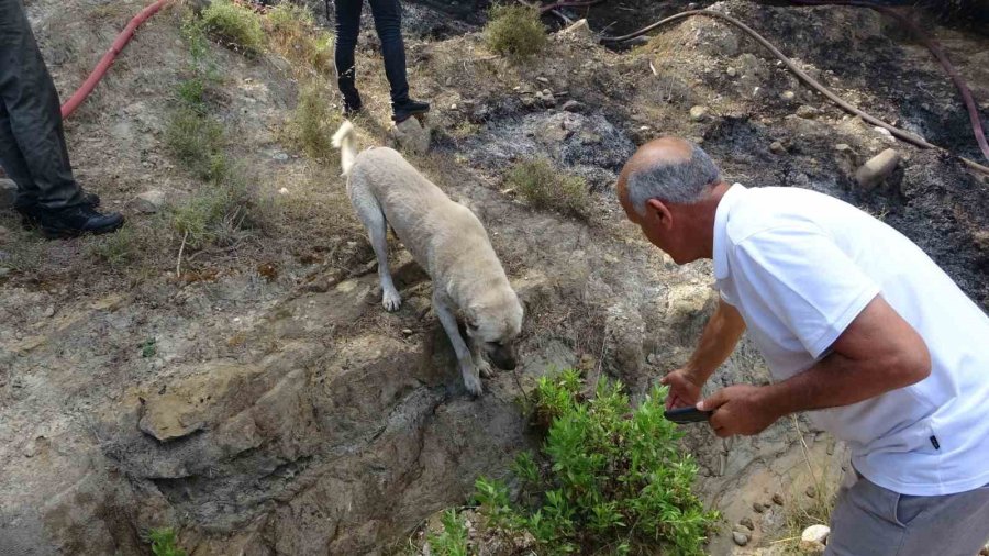 Manavgat’ta Orman Yangını Ucuz Atlatıldı