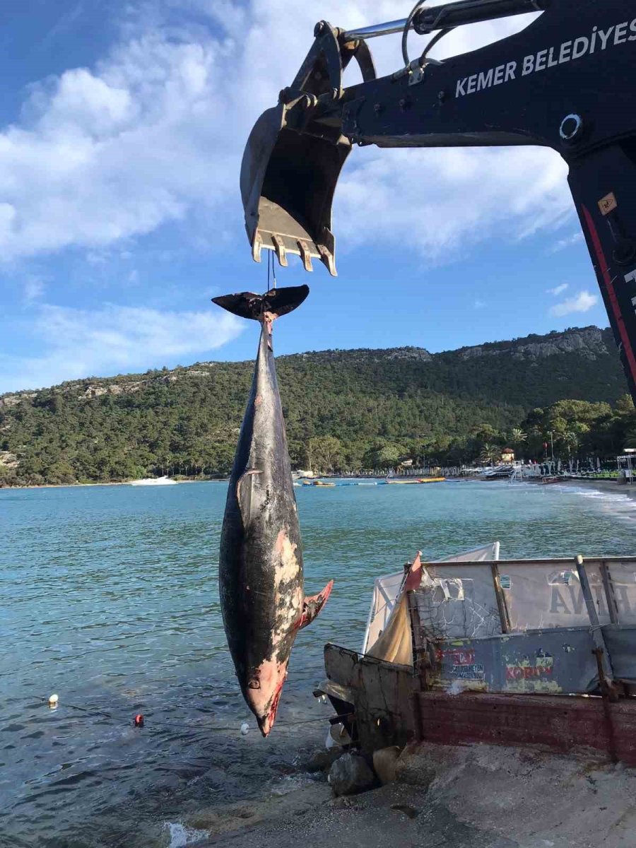 Kemer’de Ölü Yunus Balığı Sahile Vurdu