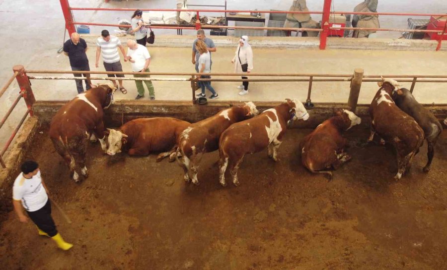 Kurbanlık Satışları Başladı, Kıran Kırana Pazarlık