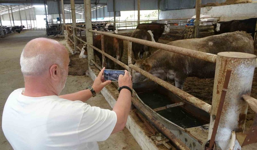 Kurbanlık Satışları Başladı, Kıran Kırana Pazarlık