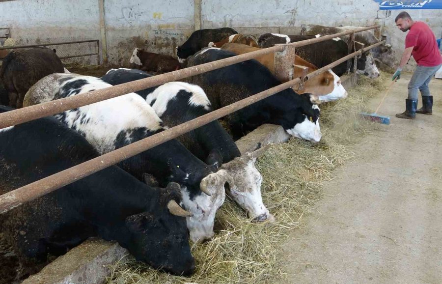 Kurbanlık Satışları Başladı, Kıran Kırana Pazarlık