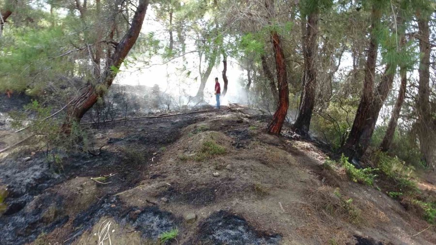 Manavgat’ta Orman Yangını Ucuz Atlatıldı