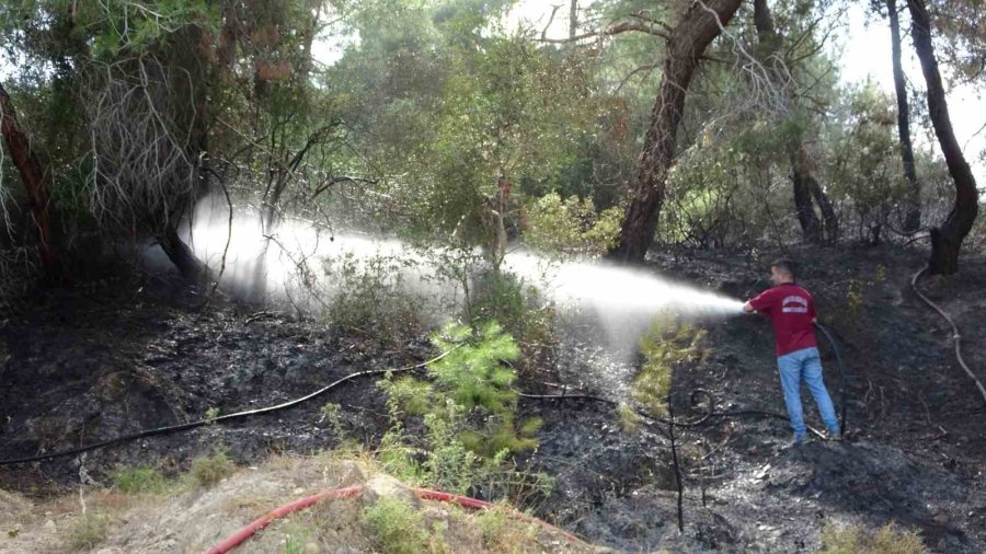 Manavgat’ta Orman Yangını Ucuz Atlatıldı