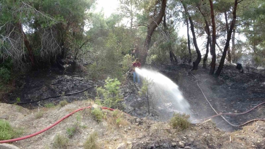 Manavgat’ta Orman Yangını Ucuz Atlatıldı