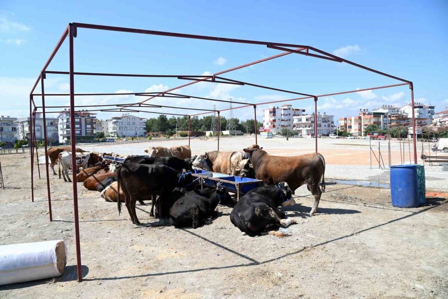 Manavgat Belediyesi Kurban Bayramı Hazırlıklarını Başlattı