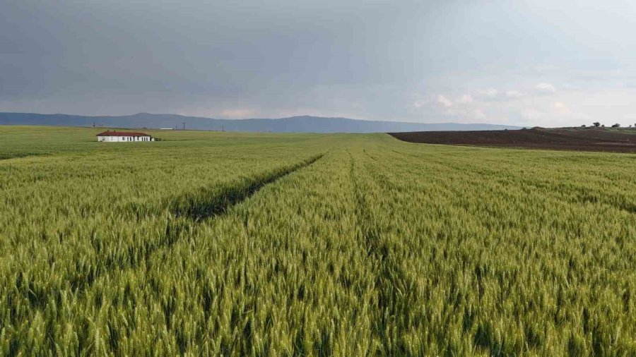 Çiftçinin 1 Kilogram Buğdayı 1 Ekmek Etmiyor