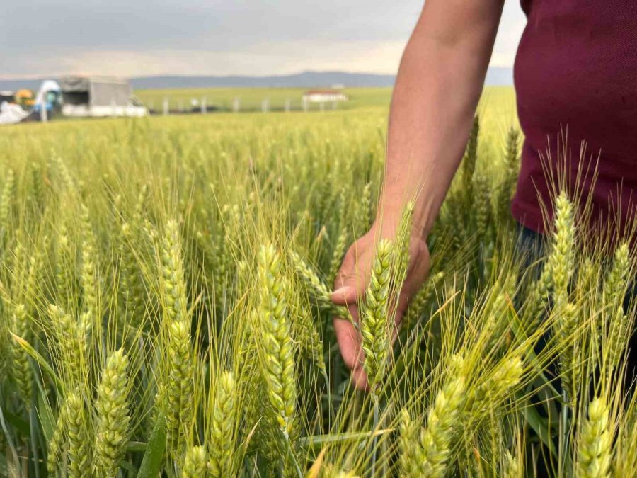 Çiftçinin 1 Kilogram Buğdayı 1 Ekmek Etmiyor