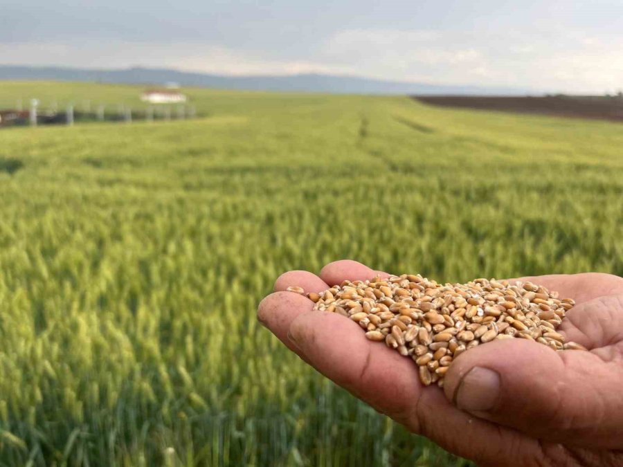 Çiftçinin 1 Kilogram Buğdayı 1 Ekmek Etmiyor