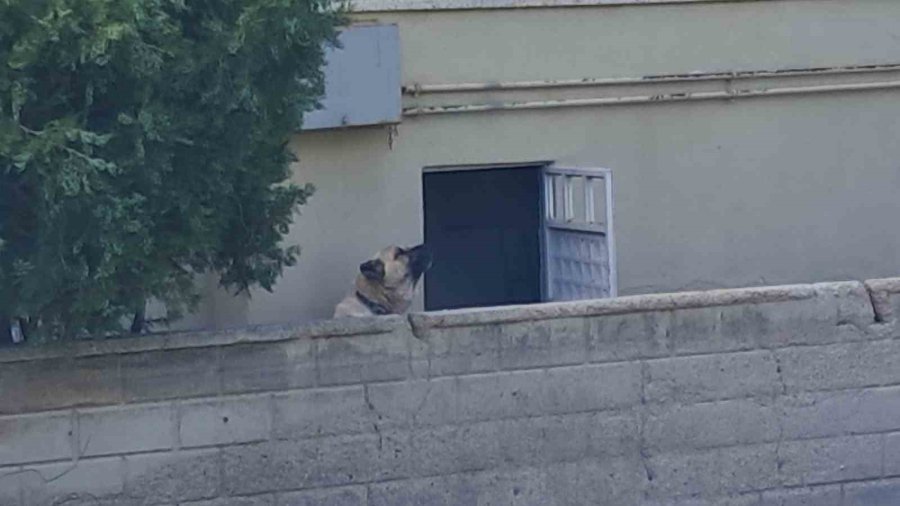 Çoban Köpeği Duvardan Atlayıp Yaşlı Adamın Elini Parçaladı