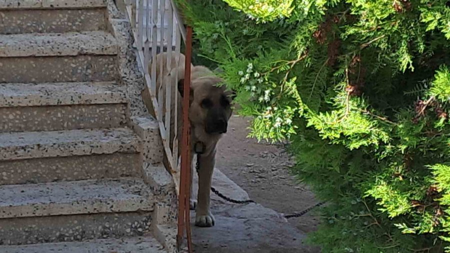 Çoban Köpeği Duvardan Atlayıp Yaşlı Adamın Elini Parçaladı