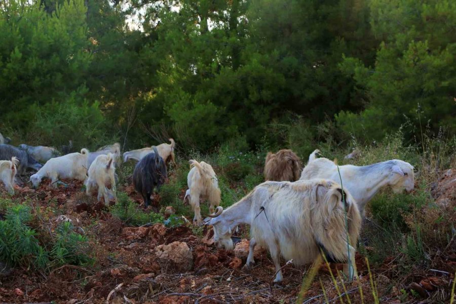 Çobanın Çocuğu Teknoloji İstiyor