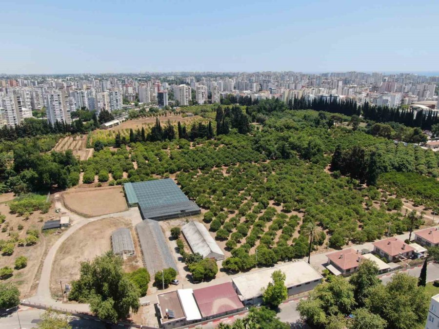 Antalya 19 Yılda 100 Bin Futbol Sahası Büyüklüğünde Tarım Alanını Kaybetti