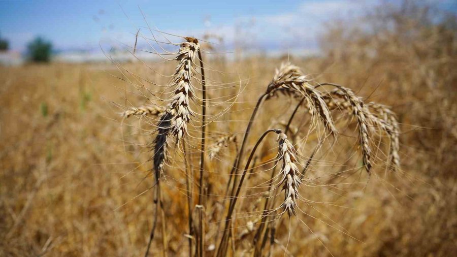 Tarsus’ta Yerli Tohum Buğday Hasadı Yapıldı