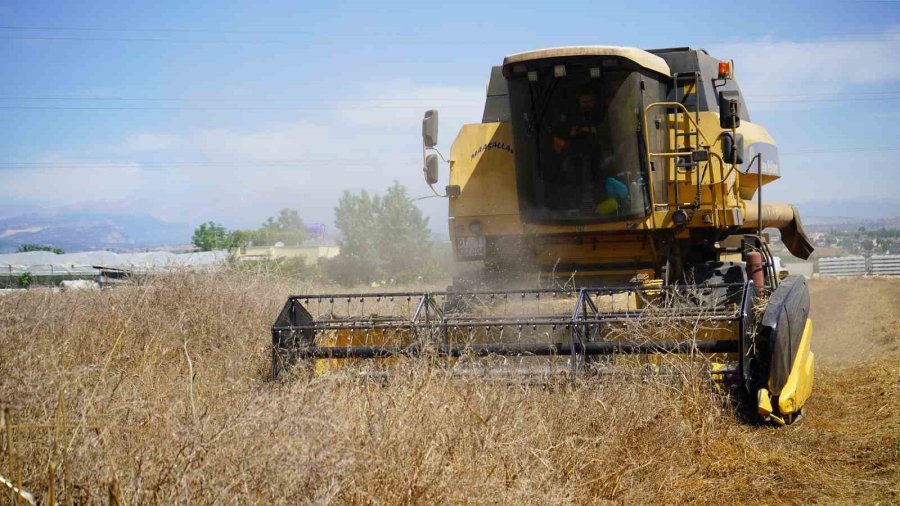 Tarsus’ta Yerli Tohum Buğday Hasadı Yapıldı