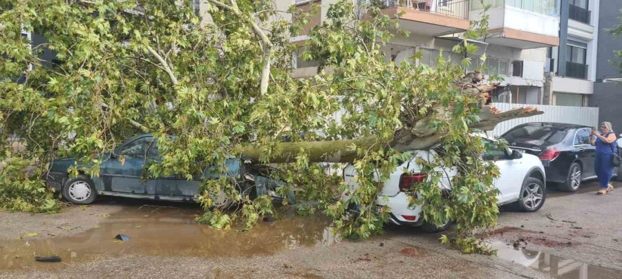 Antalya’da Hava Sıcaklığı 15 Dakikada 16 Derece Birden Düştü, Kum Fırtınası Çıktı, Ağaçlar Devrildi