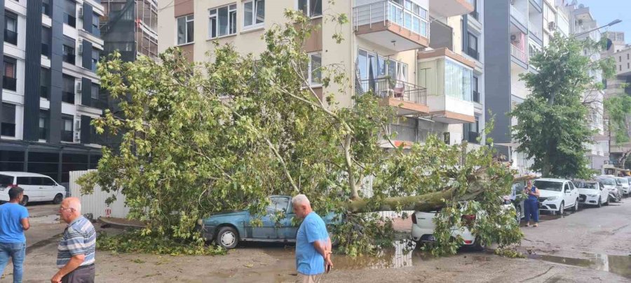 Antalya’da Hava Sıcaklığı 15 Dakikada 16 Derece Birden Düştü, Kum Fırtınası Çıktı, Ağaçlar Devrildi