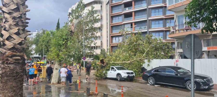 Antalya’da Hava Sıcaklığı 15 Dakikada 16 Derece Birden Düştü, Kum Fırtınası Çıktı, Ağaçlar Devrildi