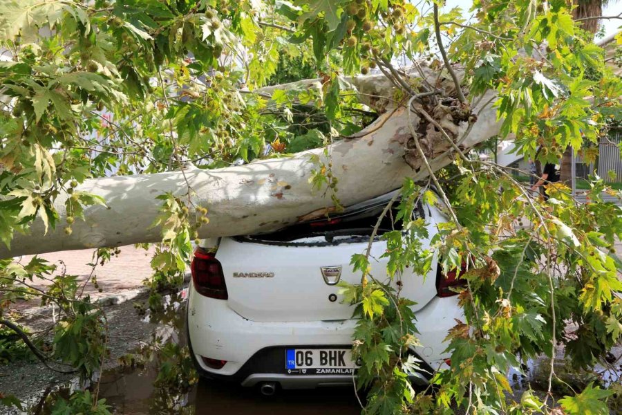 Antalya’da Hava Sıcaklığı 15 Dakikada 16 Derece Birden Düştü, Kum Fırtınası Çıktı, Ağaçlar Devrildi