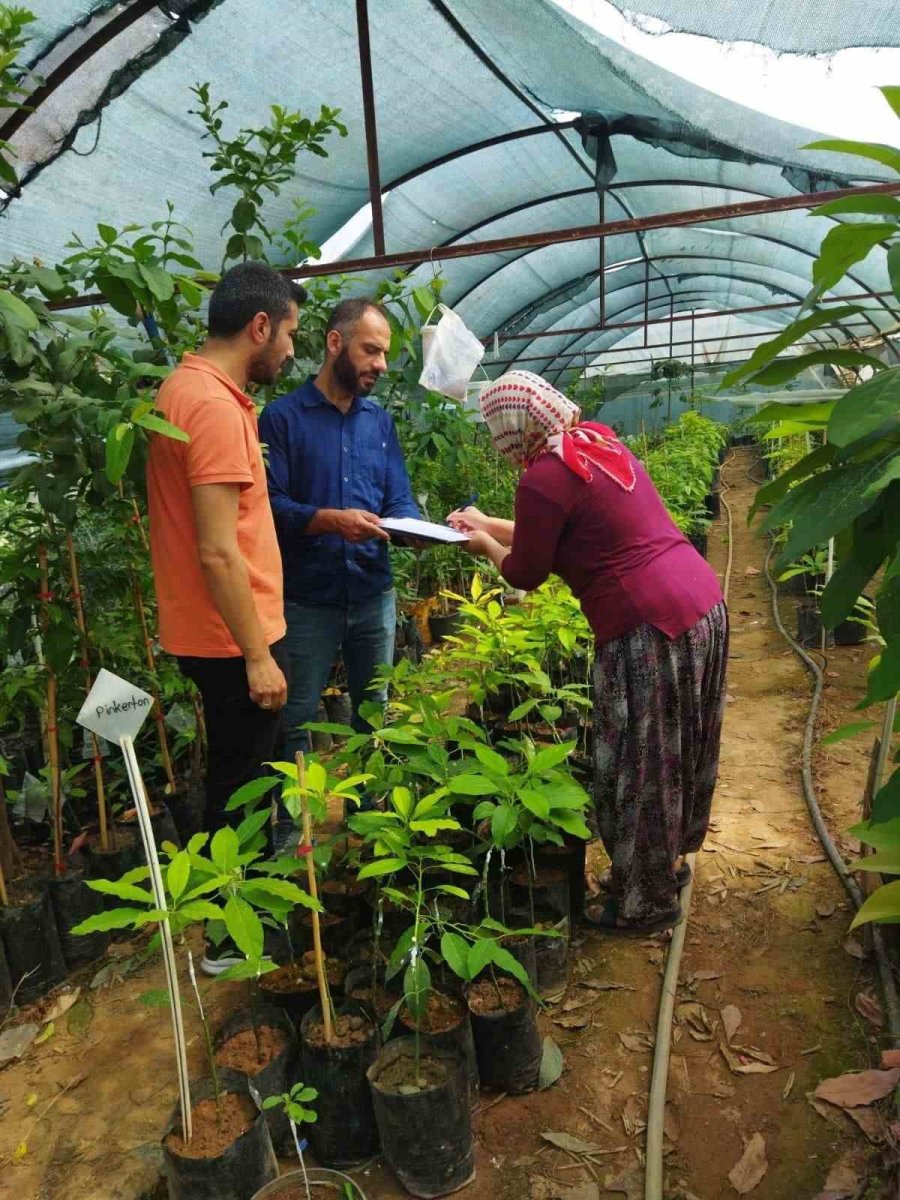 Gazipaşa’da Fidan Satıcıları Denetlendi