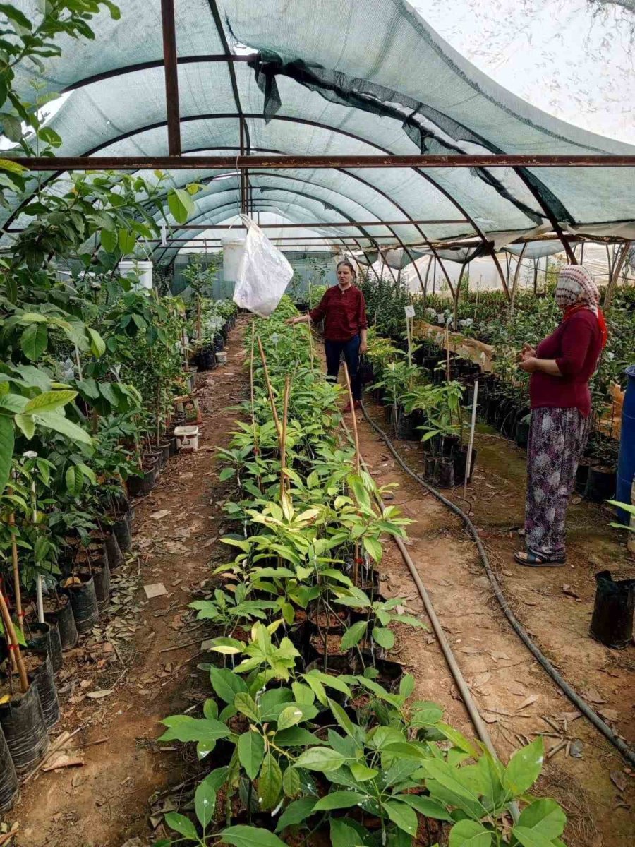 Gazipaşa’da Fidan Satıcıları Denetlendi