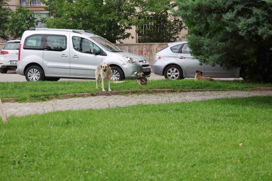 Parktan Geçen Genç Kızı Köpek Isırdı