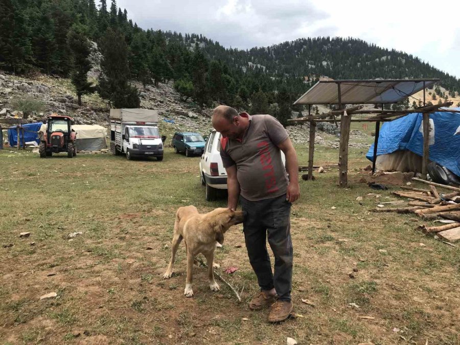 Antalya’da Yörüklerin Yayla Serüveni Başladı