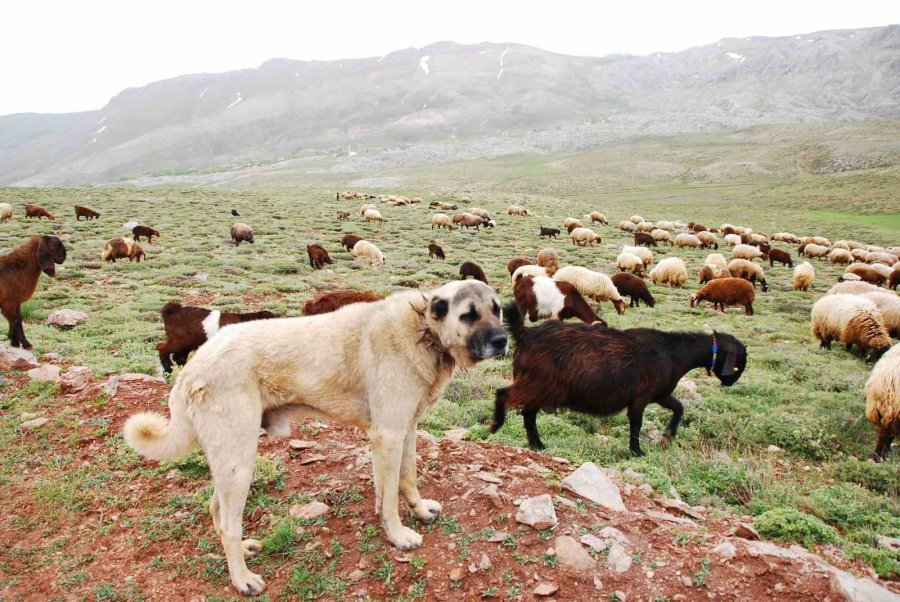 Antalya’da Yörüklerin Yayla Serüveni Başladı