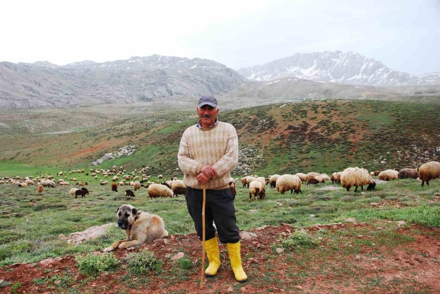 Antalya’da Yörüklerin Yayla Serüveni Başladı