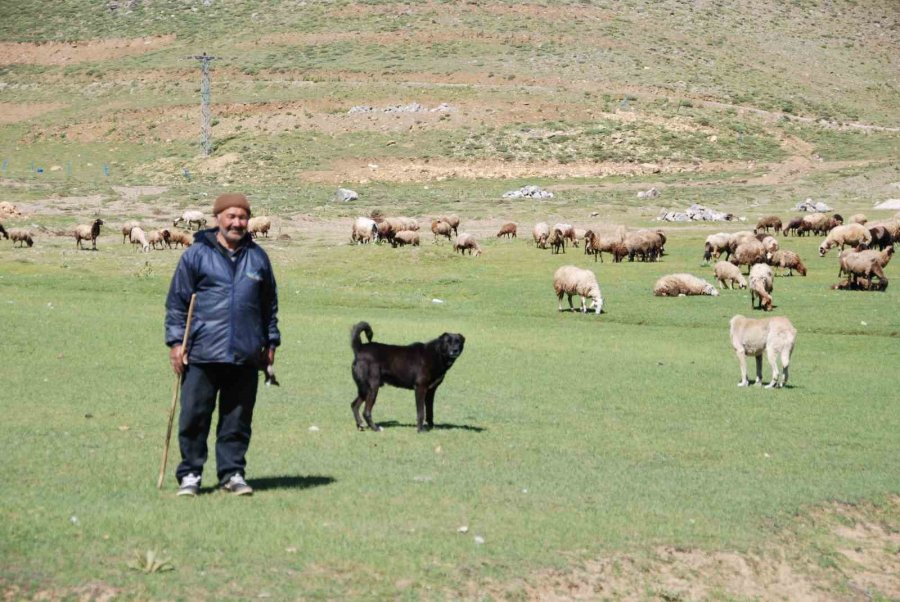 Antalya’da Yörüklerin Yayla Serüveni Başladı