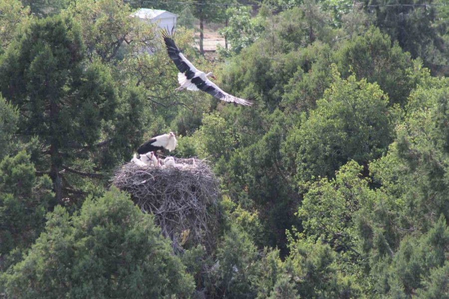 Beyşehir’de Leyleklerin Mekanları Fotoğraf Tutkunlarına Doğal Stüdyo Oldu