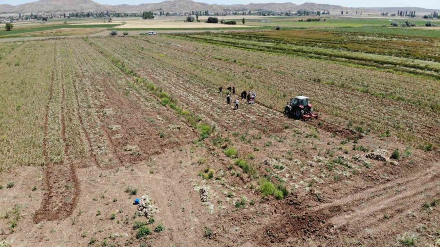 Türkiye’nin Organik Sarımsağında Hasat Başladı