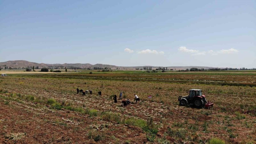 Türkiye’nin Organik Sarımsağında Hasat Başladı