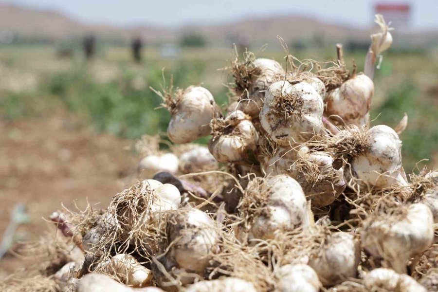 Türkiye’nin Organik Sarımsağında Hasat Başladı