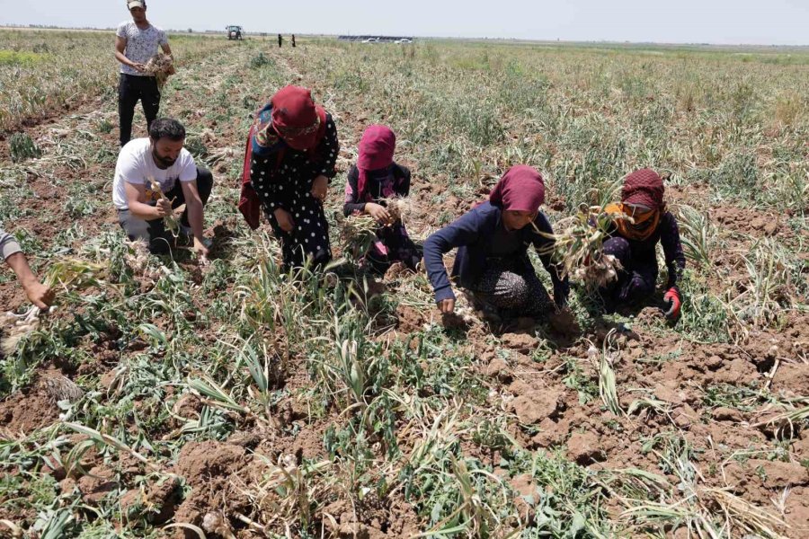 Türkiye’nin Organik Sarımsağında Hasat Başladı