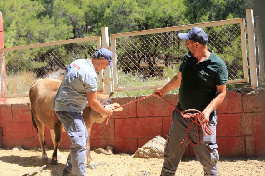 Antalya’da Firari Kurbanlıkları Yakalama Timleri Göreve Hazır