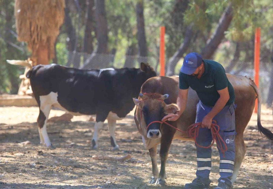 Antalya’da Firari Kurbanlıkları Yakalama Timleri Göreve Hazır