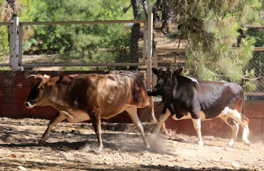 Antalya’da Firari Kurbanlıkları Yakalama Timleri Göreve Hazır