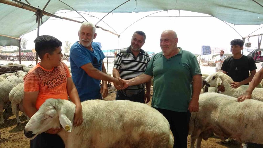 Mersin’de Kurbanlık Hayvan Pazarlarında Hareketlilik Başladı