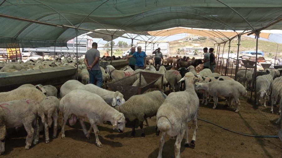 Mersin’de Kurbanlık Hayvan Pazarlarında Hareketlilik Başladı