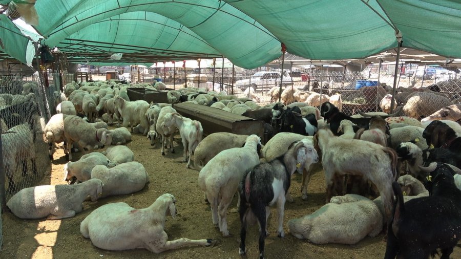 Mersin’de Kurbanlık Hayvan Pazarlarında Hareketlilik Başladı