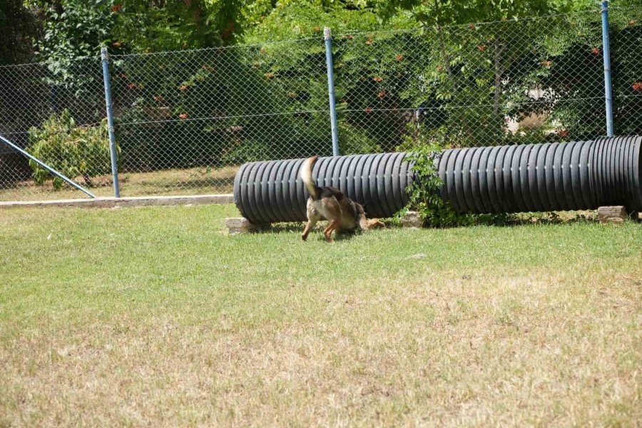 Antalya’da Para Ve Madde Kokusuna Duyarlı Köpekler Operasyonların Kurtarıcısı